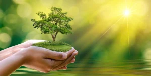 Hand holding a tree in the sunshine to reflect maria's bookshops commitment to the environment. 